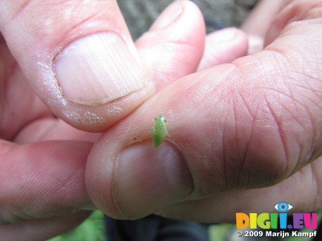 SX07587 Nymph of Spittle Bug (Aphrophoridae) on Hans' finger